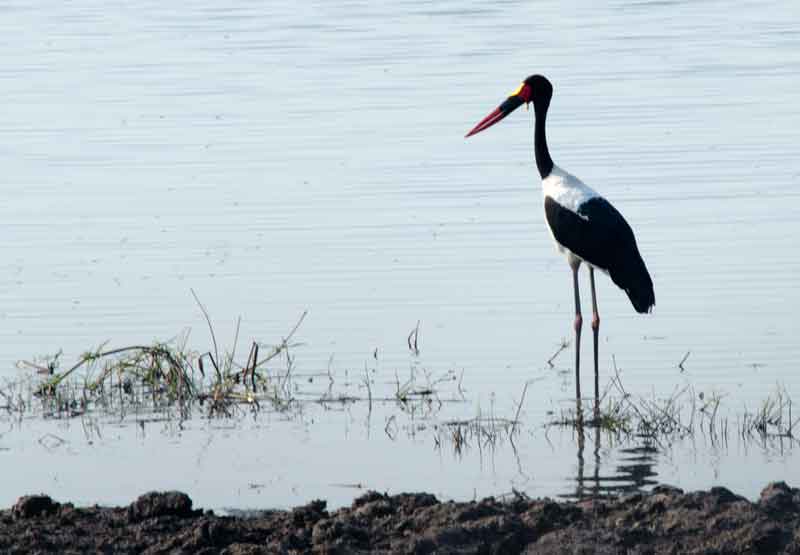 White Stork  - parque nacional de Chobe - Botswana 1.jpg